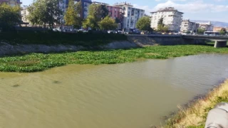 Hatay’da su sümbülleri temizleniyor