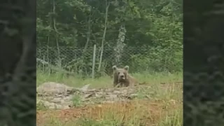 Türkiye'de ayılar bu kez beslenirken görüldü